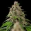Bubblegum XL