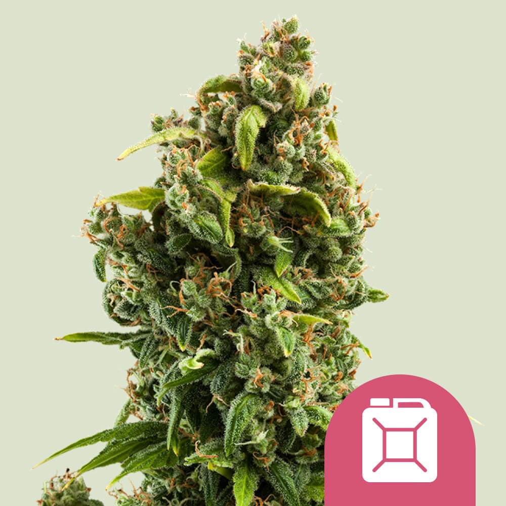 Feminisierte Cannabissamen von Sour Diesel kaufen - Royal Queen Seeds 
