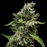 Sour Diesel