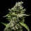 Sour Diesel