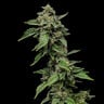 Sour Diesel