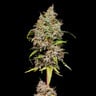 Honey Cream (Fast Flowering)
