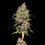 Honey Cream (Fast Flowering)