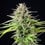 Blue Cheese
