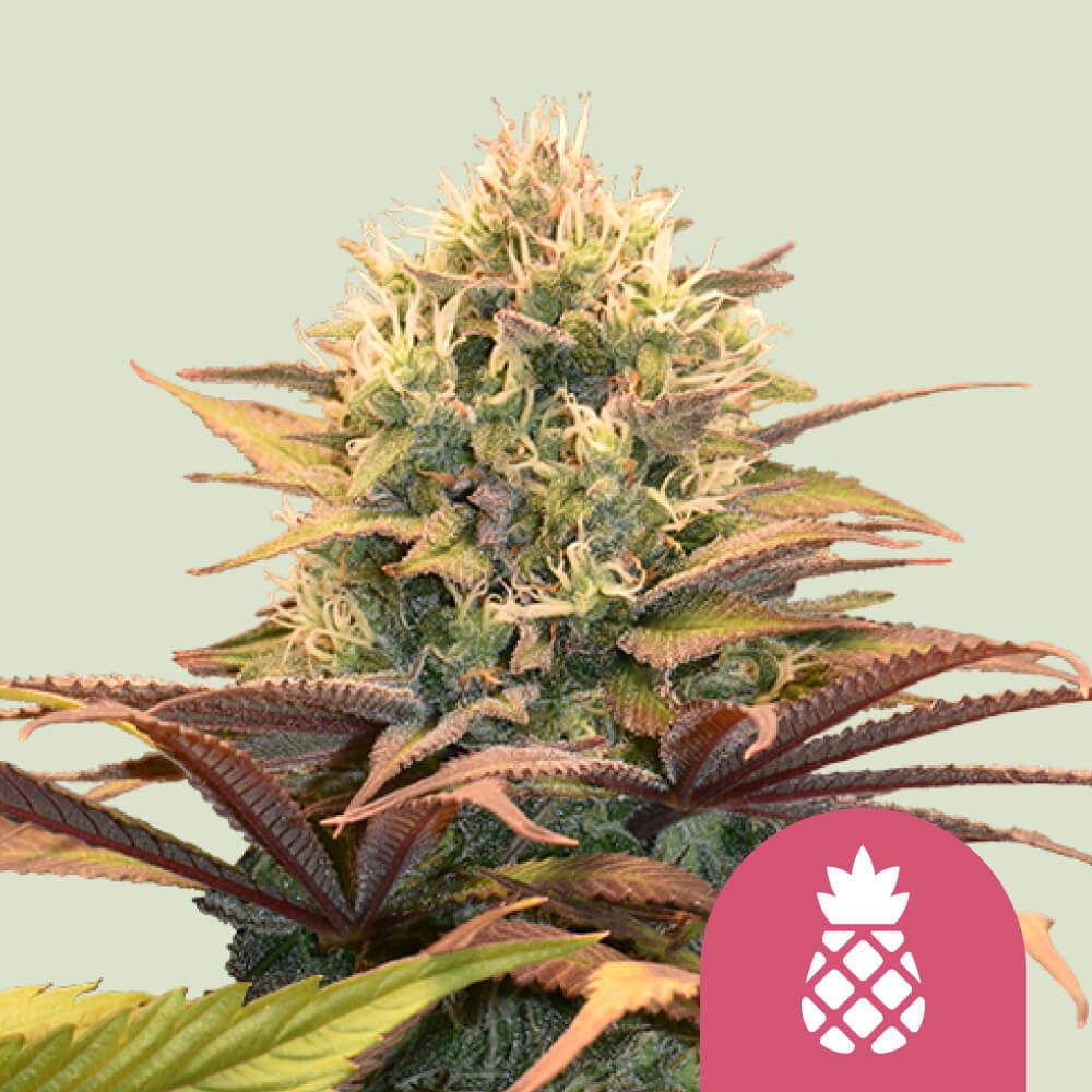 Feminisierte Cannabissamen von Pineapple Kush kaufen 🍍 Royal Queen Seeds