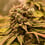 Pineapple Kush