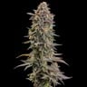Somango XL
