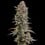 Somango XL