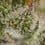 Somango XL