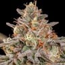 Somango XL