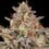 Somango XL