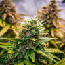 Bubble Kush Auto