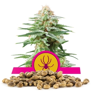 White Widow-Samen In Großmenge
