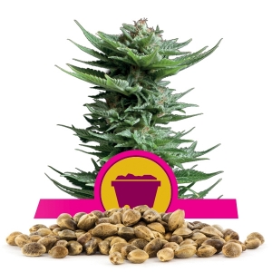 Shining Silver Haze-Samen in Großmenge