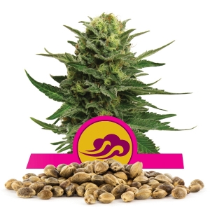 Blue Mystic-Samen In Großmenge