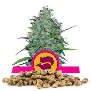 Skunk XL-Samen In Großmenge
