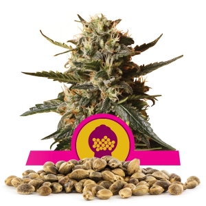 Bubblegum XL Cannabissamen en gros