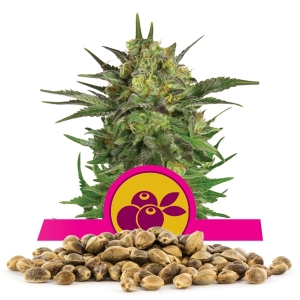 Haze Berry-Samen In Großmenge