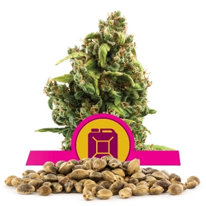 Sour Diesel-Samen in Großmenge