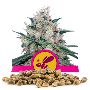 Honey Cream Fast Flowering-Samen In Großmenge