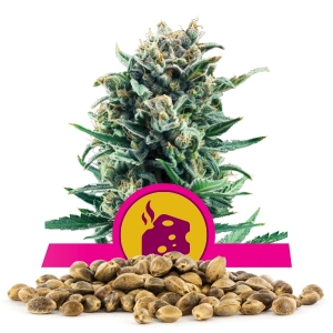 Blue Cheese-Samen In Großmenge