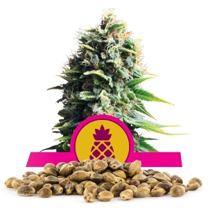 Pineapple Kush-Samen In Großmenge