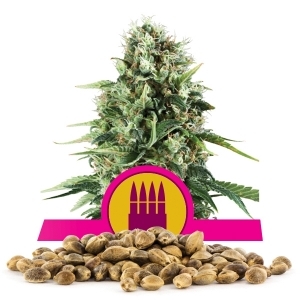 Royal AK Samen en gros