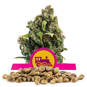 Candy Kush Express Fast Flowering--Samen In Großmenge