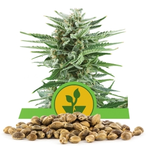 Easy Bud Bulk-Samen In Großmenge