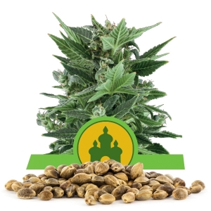 Royal Kush Automatic-Samen In Großmenge