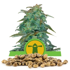 Royal Haze Automatic-Samen in Großmenge