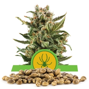 White Widow Automatic-Samen In Großmenge