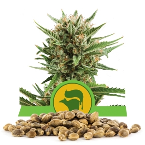 Sweet Skunk Automatic-Samen In Großmenge