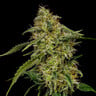 Lemon Shining Silver Haze