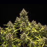 Blue Cheese Auto