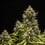 Blue Cheese Auto