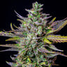 Blue Cheese Auto