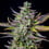 Blue Cheese Auto