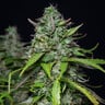 Royal Gorilla Auto
