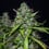 Royal Gorilla Auto