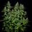 Royal Gorilla Auto