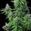 Royal Cookies Auto