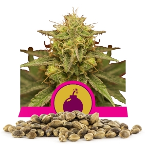 Royal Domina Samen en gros