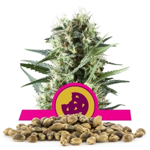 Royal Cookies Samen en gros Royal Cookies Samen en gros