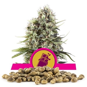 Chocolate Haze Samen en gros