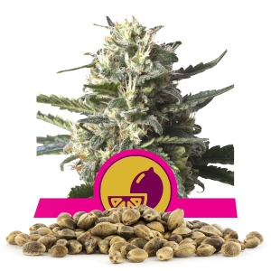Lemon Shining Silver Haze Cannabissamen en gros