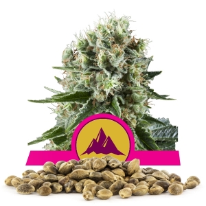 Critical Kush Samen en gros