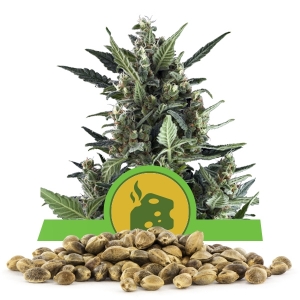 Blue Cheese Automatic Samen en gros