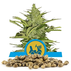 Fast Eddy Automatic CBD Samen en gros