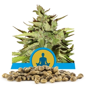 Stress Killer Automatic CBD Samen en gros